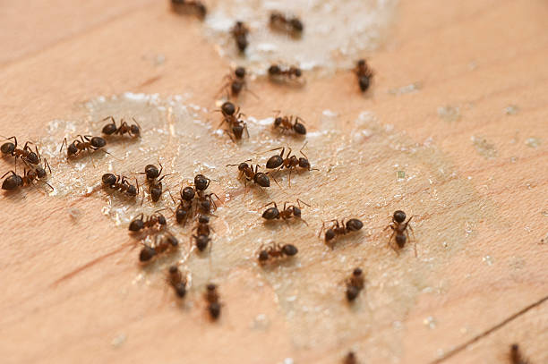 Best Emergency Pest Control  in Byron Center, MI