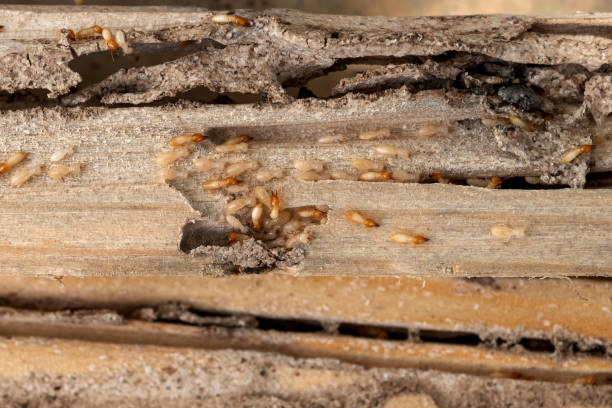 Best Insect Control  in Byron Center, MI